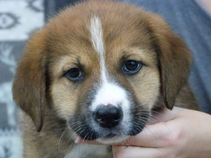 chinook puppy